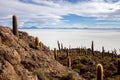 Salar de Uyuni. Giant Cactus Plants against Sunny Blue Sky at Isla del Pescado or Isla Incahuasi Royalty Free Stock Photo