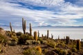 Salar de Uyuni. Giant Cactus Plants against Sunny Blue Sky at Isla del Pescado or Isla Incahuasi Royalty Free Stock Photo