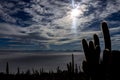 Salar de Uyuni. Giant Cactus Plants against Sunny Blue Sky at Isla del Pescado or Isla Incahuasi Royalty Free Stock Photo