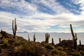 Salar de Uyuni. Giant Cactus Plants against Sunny Blue Sky at Isla del Pescado or Isla Incahuasi Royalty Free Stock Photo