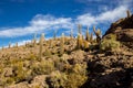 Salar de Uyuni. Giant Cactus Plants against Sunny Blue Sky at Isla del Pescado or Isla Incahuasi Royalty Free Stock Photo