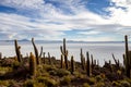 Salar de Uyuni. Giant Cactus Plants against Sunny Blue Sky at Isla del Pescado or Isla Incahuasi Royalty Free Stock Photo