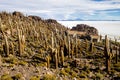 Salar de Uyuni. Giant Cactus Plants against Sunny Blue Sky at Isla del Pescado or Isla Incahuasi Royalty Free Stock Photo