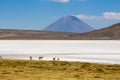 Salar on South America altiplano, Reserva Natural de Salinas y Aguada Blanca