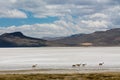 Salar on South America altiplano, Reserva Natural de Salinas y Aguada Blanca