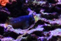 Starry Blenny or Snowflake Blenny fish - Salarias ramosus