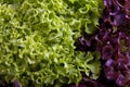 Salat Royalty Free Stock Photo