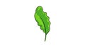 Salat leaf icon animation