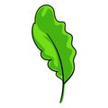 Salat leaf icon, cartoon style