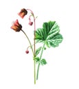 Sald burnet or Sanguisorba minor, the salad burnet, garden burnet, small burnet, or burnet family of the Rosaceae. Antique hand dr