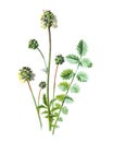 Sald burnet or Sanguisorba minor, the salad burnet, garden burnet, small burnet, or burnet family of the Rosaceae. Antique hand dr