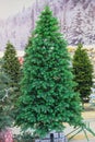 Sale of artificial Christmas trees in store. Realistic Christmas tree