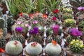 Sale blooming cacti on the market