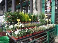 Sale of bulbous flowers on the street. without man. rows of pots. It`s spring