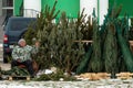 Sale of Christmas trees and pines for the New Year. The tree market in winter