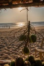 Sale of coconuts on the main beach of Gokarna