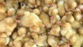 Sale of exhibition of birds. Young ducks for background pattern Cute newborn ducks close up top view.