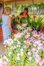 Sale of flower seedlings at the flower festival