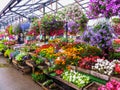 Sale of flower seedlings on the market in Riga.Latvia