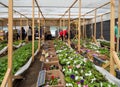 Sale of flower seedlings in a street pavilion at the `Ptich` market in Voronezh