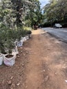 Sale of flowers, seedlings and trees on Lower Kabete Road in Westlands area towards Westgate in Nairobi Kenya