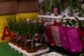 Sale of flowers in a shop window