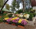 A sale of flowers in the small garden shop near the road. A sale of pink, yellow and white chrysanthemums in the shop