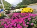 A sale of flowers in the small garden shop near the road. A sale of pink, yellow and white chrysanthemums in the shop