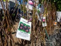 Sale of fruit tree seedlings on the street market