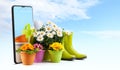 Sale gardening tools and flowers online, pots colorful primroses and a large vase of daisies, surrounded by green boots and a Royalty Free Stock Photo