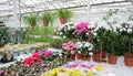 Sale in the greenhouse of potted flowers grown there: chlorophytum, rhododendrons of azalea white and pink Royalty Free Stock Photo