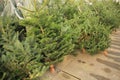 Celebrate Christmas, buy a christmas tree on the market. Royalty Free Stock Photo