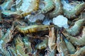 Sale of marine shrimp. seafood on the counter