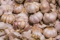 Sale of products in the market. Big young garlic. Spices. Background and texture. Healthy food.