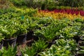 Sale of seedlings from the nursery