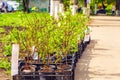 Sale of seedlings of trees on the street. Royalty Free Stock Photo