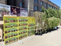 Chelyabinsk, Russia, June, 11, 2021. Sale of seedlings on Tsvilling street in Chelyabinsk in June