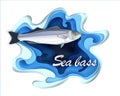 Commercial fish sebas, seafood in a fashionable paper style volumetric layers