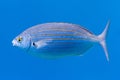 Salema - Fish - Saupe - Sarpa Salpa Royalty Free Stock Photo