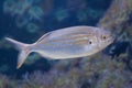 Salema porgy fish Sarpa salpa