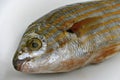 Salema porgy fish