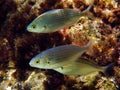 Salema porgy saltwater dreamfish - Sarpa salpa