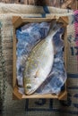 Salema porgy