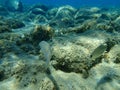 Salema porgy Sarpa salpa and sargo or white seabream Diplodus sargus undersea, Aegean Sea, Greece. Royalty Free Stock Photo