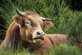 A saler cow is ruminating in the grass, Vosges, France