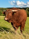 Salers breed bull Royalty Free Stock Photo