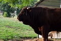 Salers breed bull Royalty Free Stock Photo
