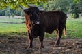 Salers breed bull Royalty Free Stock Photo