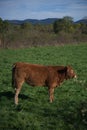 Salers cow in her field Royalty Free Stock Photo