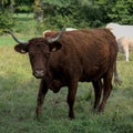 Salers cow with its big horns and a bell Royalty Free Stock Photo